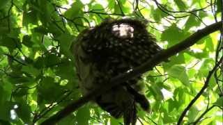 Owl in Minoru Park Richmond BC Canada. 大白天自然环境中的猫头鹰