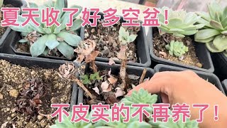 阳光房里的多肉第一次度夏挂了好多！太惨了！这个品种一颗没挂！