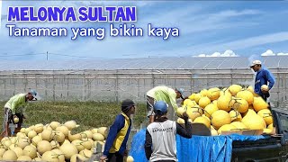 Harga 3 Kali Lipat Dari Melon Biasa.Panen Melon Inthanon Di Green House