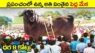 🔵 కోట్ల విలువ చేసే మేక | Biggest Animals Ever Captured | largest animals in the world | telugu facts