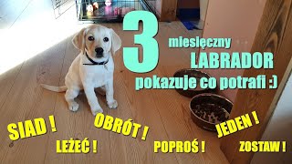 3 miesięczny Labrador Retriever-  \