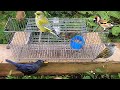 Multi Traps Cage For Hunting A Lots Of Birds Without Stopping Till Get Full #birds #trap #trending