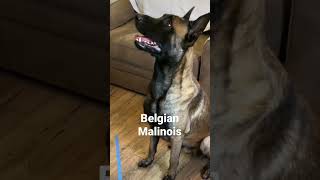 Belgian Malinois Vs German Shepherd, Crossing The Line #dog #dogfunny #doglife
