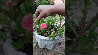 beautiful moss rose plant care| റോസ പോലെ ഒരു പത്തു മണി ചെടി നിങ്ങൾ കണ്ടിട്ടുണ്ടോ|