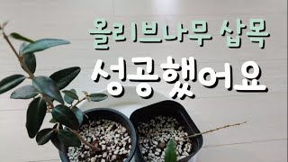 올리브나무 삽목! 성공했어요!🌱