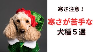 寒い季節に知っておきたい！寒さに弱い犬種５選