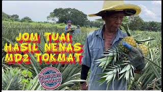 Tuai buah md2 - Nenas TokMat