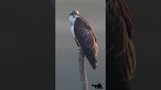 Osprey #birds #wildlife #osprey #fiskeørn #birdofprey #shorts t