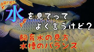 水を見てってよく言うけど？　飼育水の見方　水槽のバランスとは？