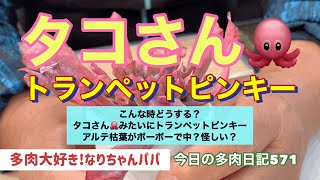 【多肉植物】【ガーデニング】タコさん🐙多肉⁉️どうする❓　　多肉大好き！なりちゃんパパ　多肉奮闘記その571