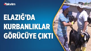 Elazığ’da kurbanlıklar görücüye çıktı! Küçükbaş hayvanların fiyatları 2500 liradan başlıyor