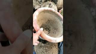 টবের পুরনো মাটি কিভাবে প্রস্তুত করবেন? Soil mix   #shorts