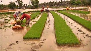 പാലക്കാടൻ പാടങ്ങളിൽ ഞാറ്റടി; വിത്തിനായി കൃഷിയിറക്കുന്നത് 700 ഹെക്ടറിൽ