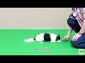 ペットモデル　アピール動画【ラン】ペットモデルの動物プロダクション エムドッグス