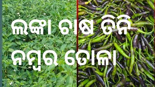 ଲଙ୍କା ଚାଷ ତିନି ନମ୍ବର ତୋଳା #odia video