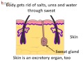 Science - Excretion in humans and animals - English