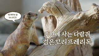 [힐링 생태원] 초원에 사는 다람쥐, 검은꼬리프레리독 ㅣ 가족, 아이, 친구와 함께 여행 ㅣ6월 ㅣ 귀여운 친구들