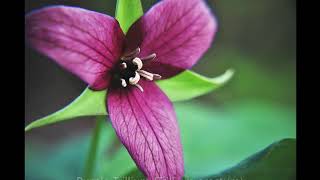 New Brunswick (Canada) Wildflowers \u0026 Wild Blooms