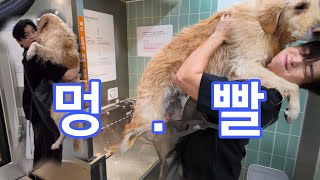 재밌게 놀다가 갑자기 35kg #골든리트리버 샤워시키기?! 샤워당하기?!