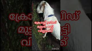 ക്രോസ്സ് ബ്രീഡ് മുട്ടൻ കുട്ടി വില്പനക്ക്👍🐑