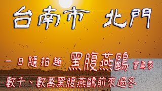 黑腹燕鷗【攝影】台南 北門 北門潟湖上 上萬隻高速戰隊 黑腹燕鷗  #黃昏之舞 #黑腹燕鷗 #發仔旅行攝