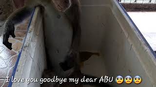 Goodbye ABU!