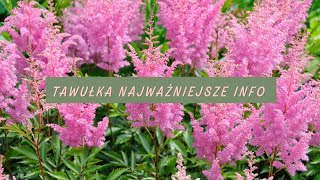 Tawułka charakterystka - najważniejsze informacje o uprawie tawułek