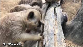 【休園中のとくしま動物園北島建設の森】元気なミーアキャット