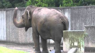 2011年9月26日　浜松市動物園　アジアゾウ　浜子