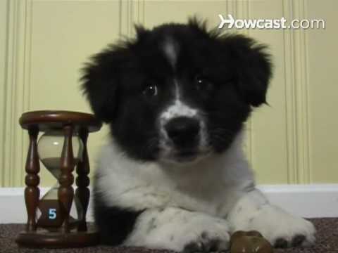 How to Register a Dog with the AKC How to Register a Dog with the AKC