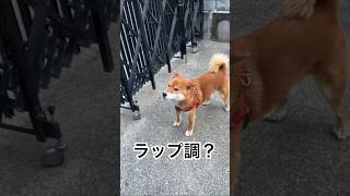 力丸も学んだ！水分補給は大事です！ #柴犬 #柴犬のいる暮らし #柴犬の日常 #遠吠え #遠吠え犬 #力丸