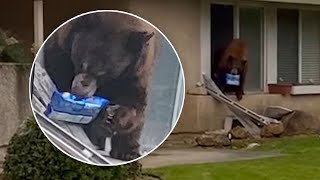 Bear breaks into Monrovia home and leaves with only one item: a pack of Oreos