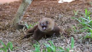 🦥The Cutest Baby Sloth
