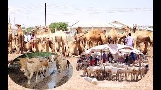 GANACSATADDA XOOLAHA OO KA HADLAY DALAB SUCUUDIGA KA YIMID OO SOMALILAND DIIDAY