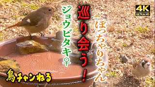 No.07【ジョウビタキ♀、スズメ】二羽が巡り会う・・・！（2025.2頃）