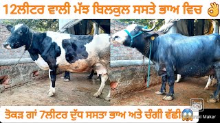 12ਲੀਟਰ ਵਾਲੀ ਮੱਝ ਅਤੇ ਤੋਕੜ ਗਾਂ ਅਤੇ ਚੰਗੀ ਵੱਛੀ।Buffalo and cow for sale/vadiya farm/24-1-23