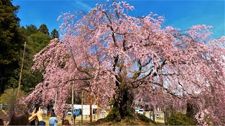 南信州飯田市座光寺 麻績の舞台桜 珍しい半八重枝垂れ紅彼岸桜