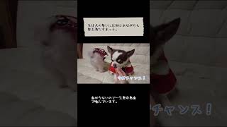 【犬】明らかに顔が引きつる末っ子。一体何が…？　＃shorts （dog/袴/着物/煮干し）