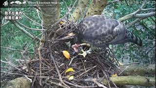 2021(8/19 鳥餐開吃) 大安森林公園鳳頭蒼鷹巢位直播回顧　Crested Goshawk Nest Cam, Daan Park, Taiwan カンムリオオタカの子育て生中継