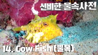 [신비한 물속사전] 14. 바닷 속 피카츄, 뿔복 (카우피쉬, COW FISH)