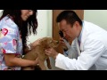 AVMA: What Does a Veterinarian Do? (Full Movie Theater Ad)