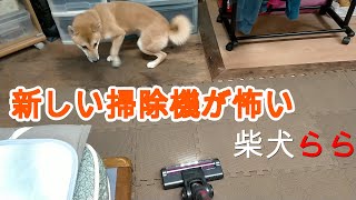 柴犬らら　新しい掃除機が怖い