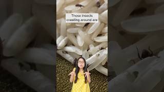 Weevils in your rice!