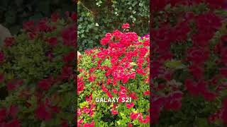 Samsung Galaxy S22 Plus vs S21 Short Camera Comparison