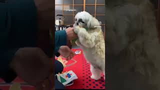 新しオモチャに興奮するシーズー犬バル君～shihtzu is exciting～ #shorts