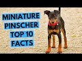 Miniature pinscher - TOP 10 Interesting Facts