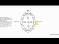 Understanding EEG Part 4, 10-20 electrode placement system used in electroencephalography (EEG) test