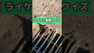 ライオンケミカル 和歌山 有田市 謎生物 #クイズ #動物 #生き物