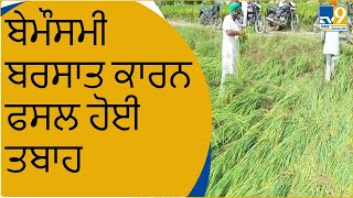 ਬੇਮੌਸਮੀ ਬਰਸਾਤ ਕਾਰਨ ਫਸਲ ਹੋਈ ਤਬਾਹ। Crops । TV9Punjab