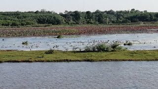 ชมธรรมชาติ บึงบัว ดูนก ที่ หนองกระมัล อ.ขุนหาญ จ.ศรีสะเกษ